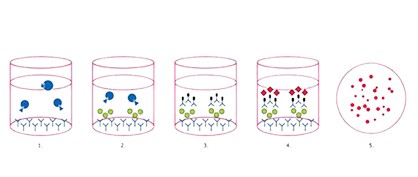 Der ELISPOT-Assay