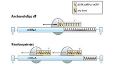 Oligonucleotides