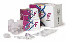 DNA Polymerases