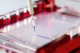 13473_IBA_106_rz-1 Cloning & Transfection