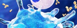 Cytokines for Macrophage Activation & Polarization