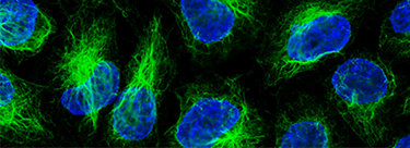 ChromoTek Nanobody-Based Reagents