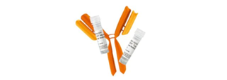 Antibodies